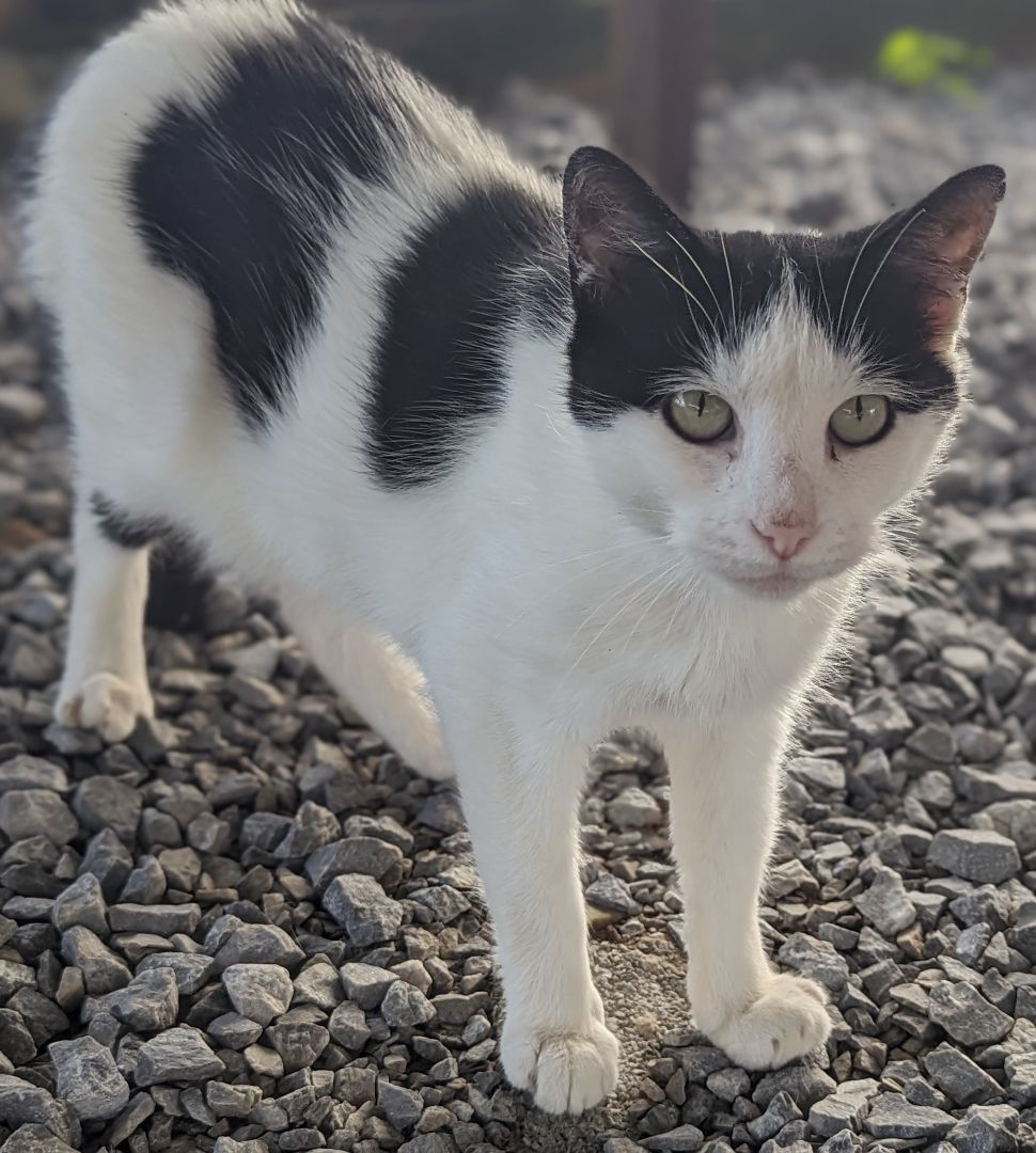 Enlarge Mary, a Adopted Domestic Short Hair in Chuckey, TN image 3/3