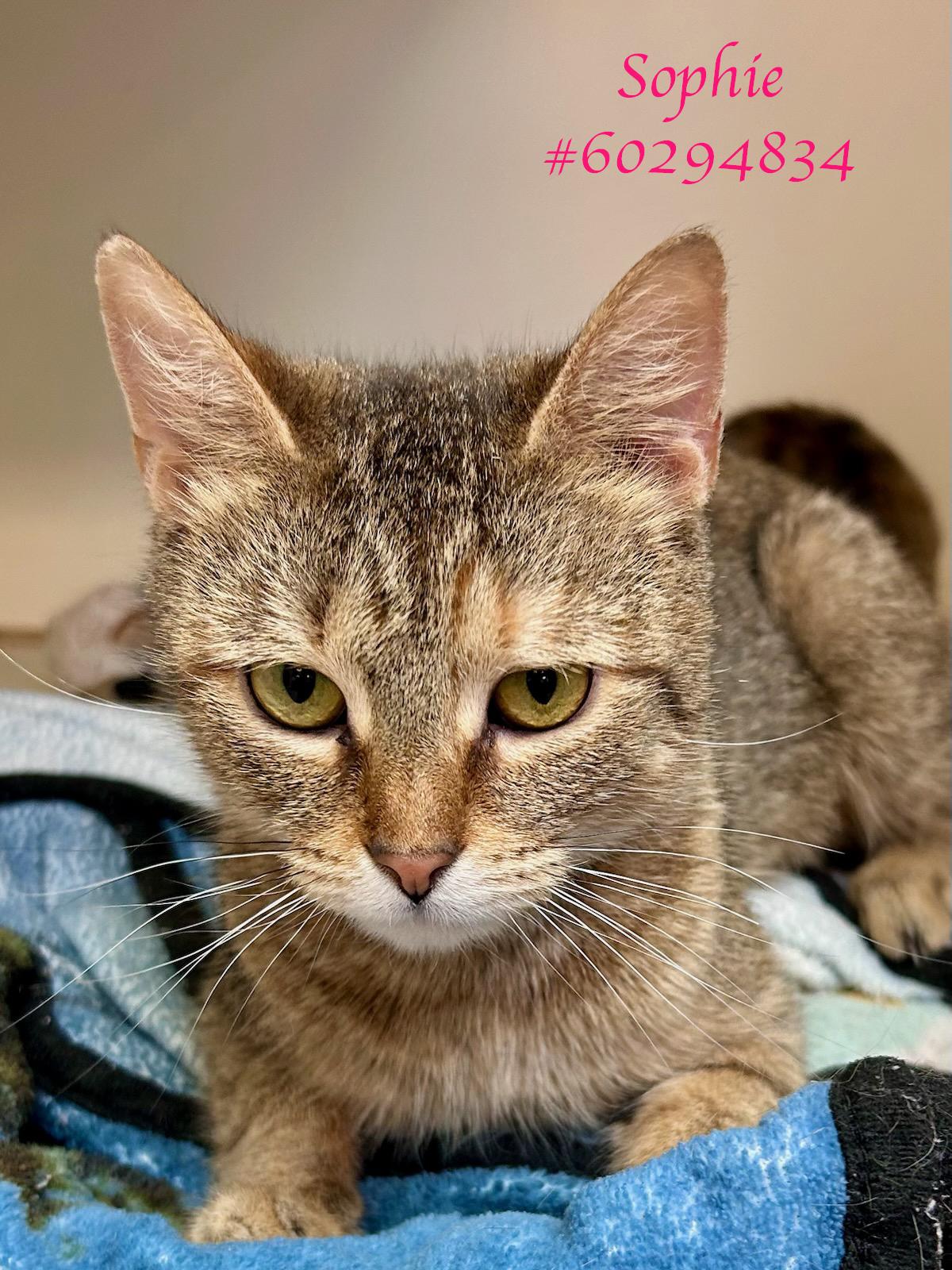 Sophie, ADOPTABLE, Adult Female Tabby.