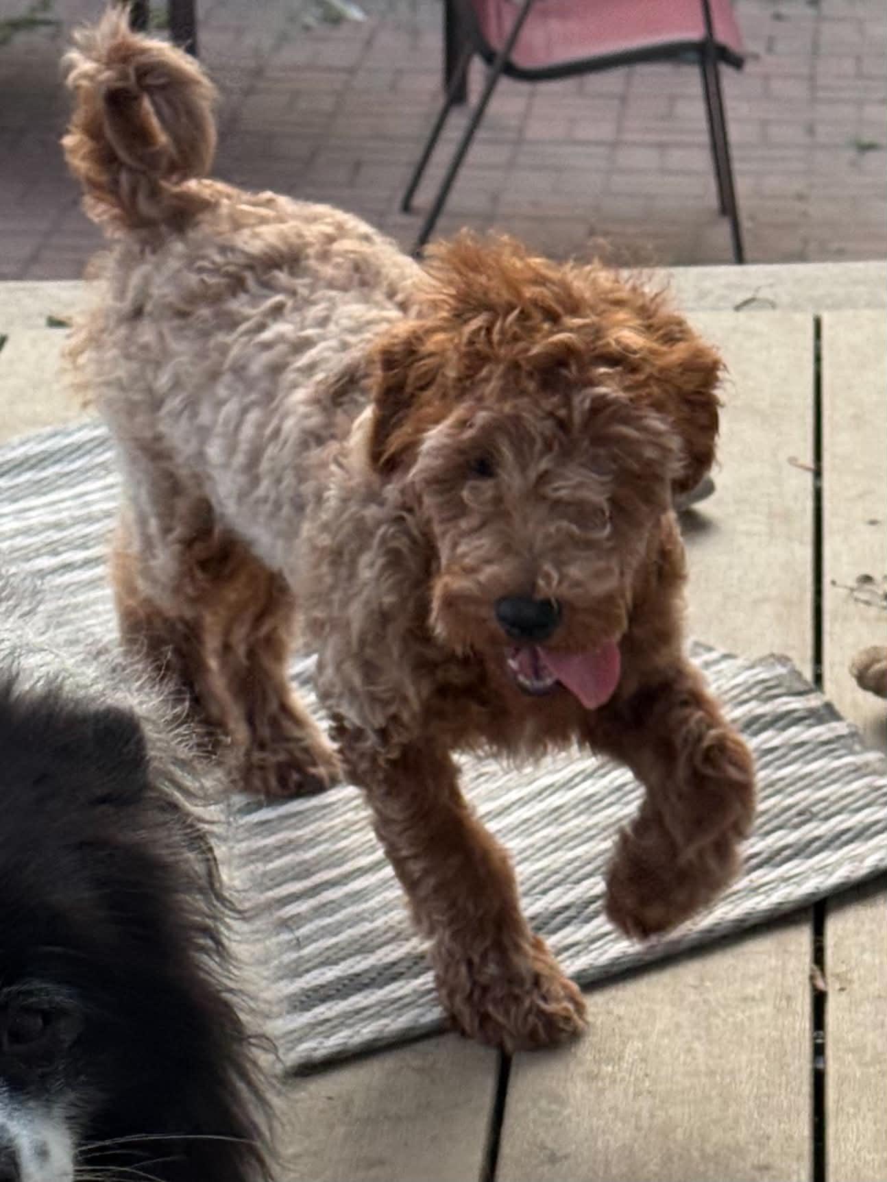 Frosted Flake, Adopted, Young Male Miniature Poodle.
