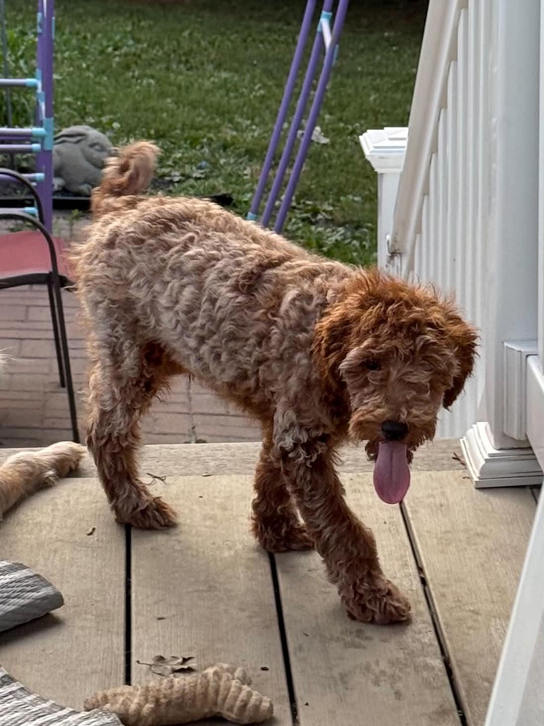 Enlarge Frosted Flake, a Adopted Miniature Poodle in Havertown, PA image 2/5