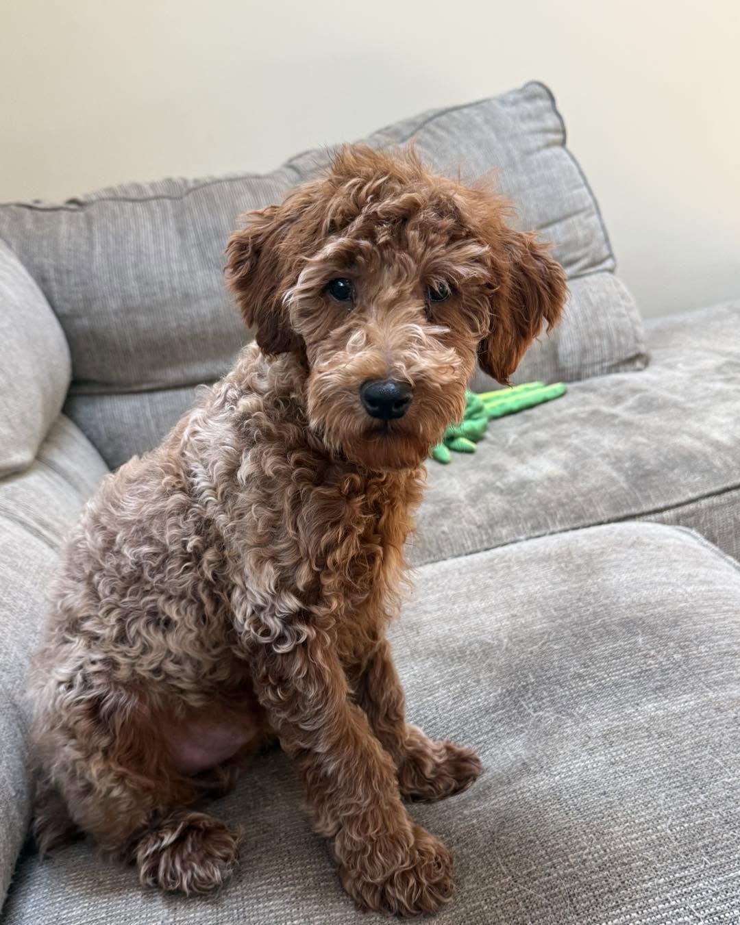 Enlarge Frosted Flake, a Adopted Miniature Poodle in Havertown, PA image 3/5
