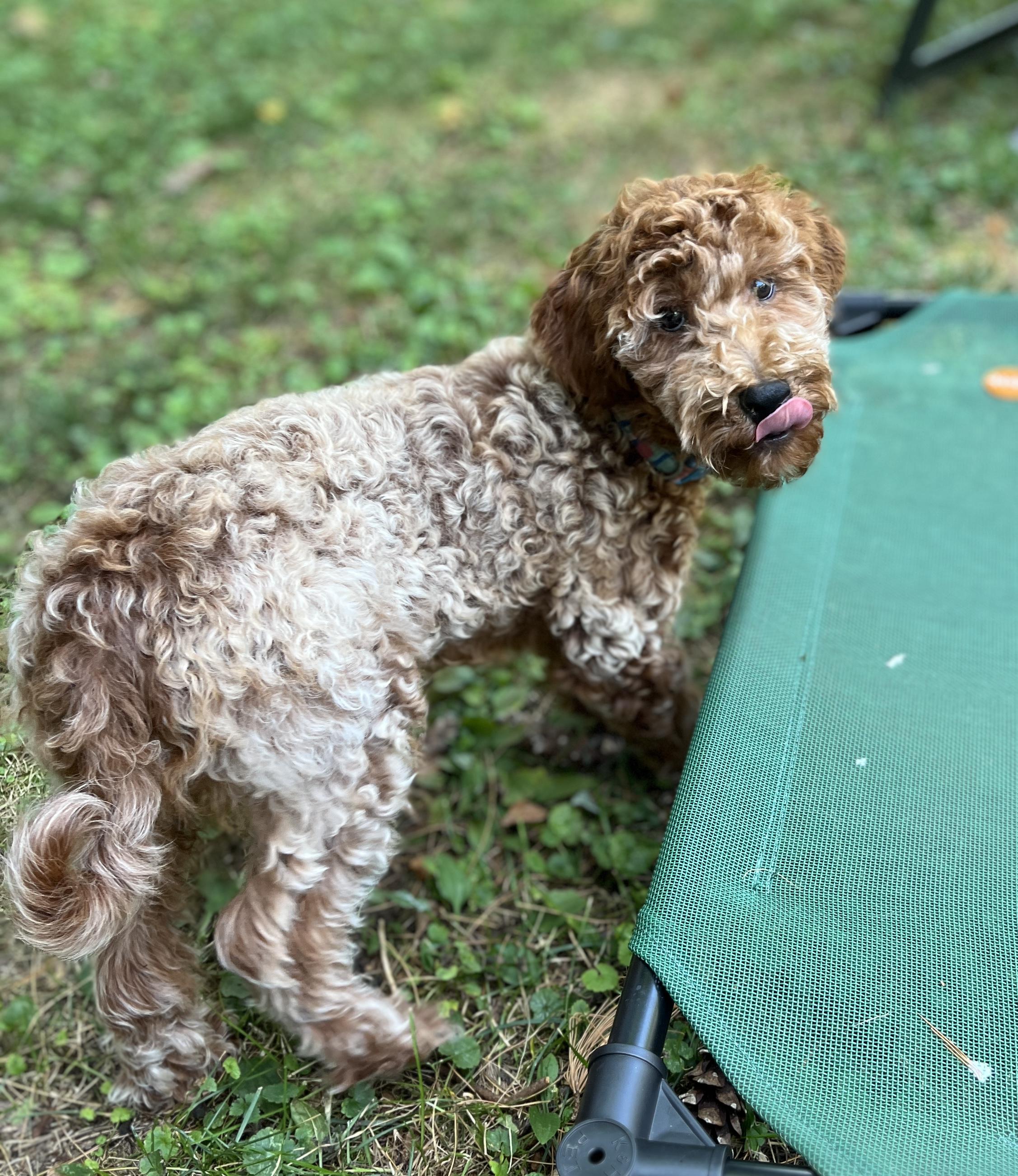 Enlarge Frosted Flake, a Adopted Miniature Poodle in Havertown, PA image 4/5