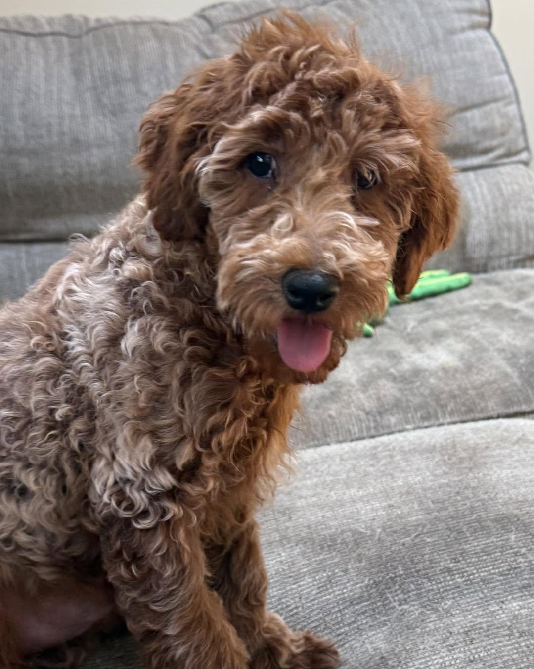 Enlarge Frosted Flake, a Adopted Miniature Poodle in Havertown, PA image 5/5