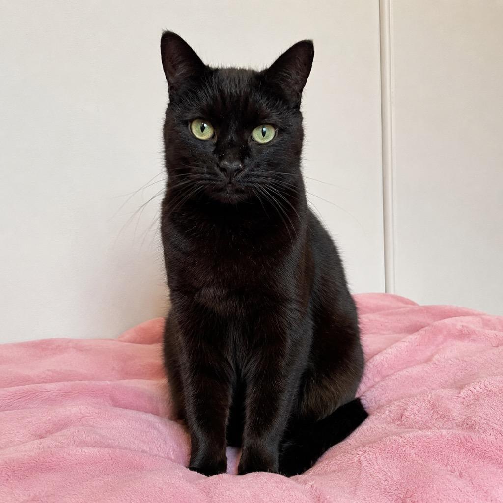 Olivia, Adoptable, Senior Female Domestic Short Hair.