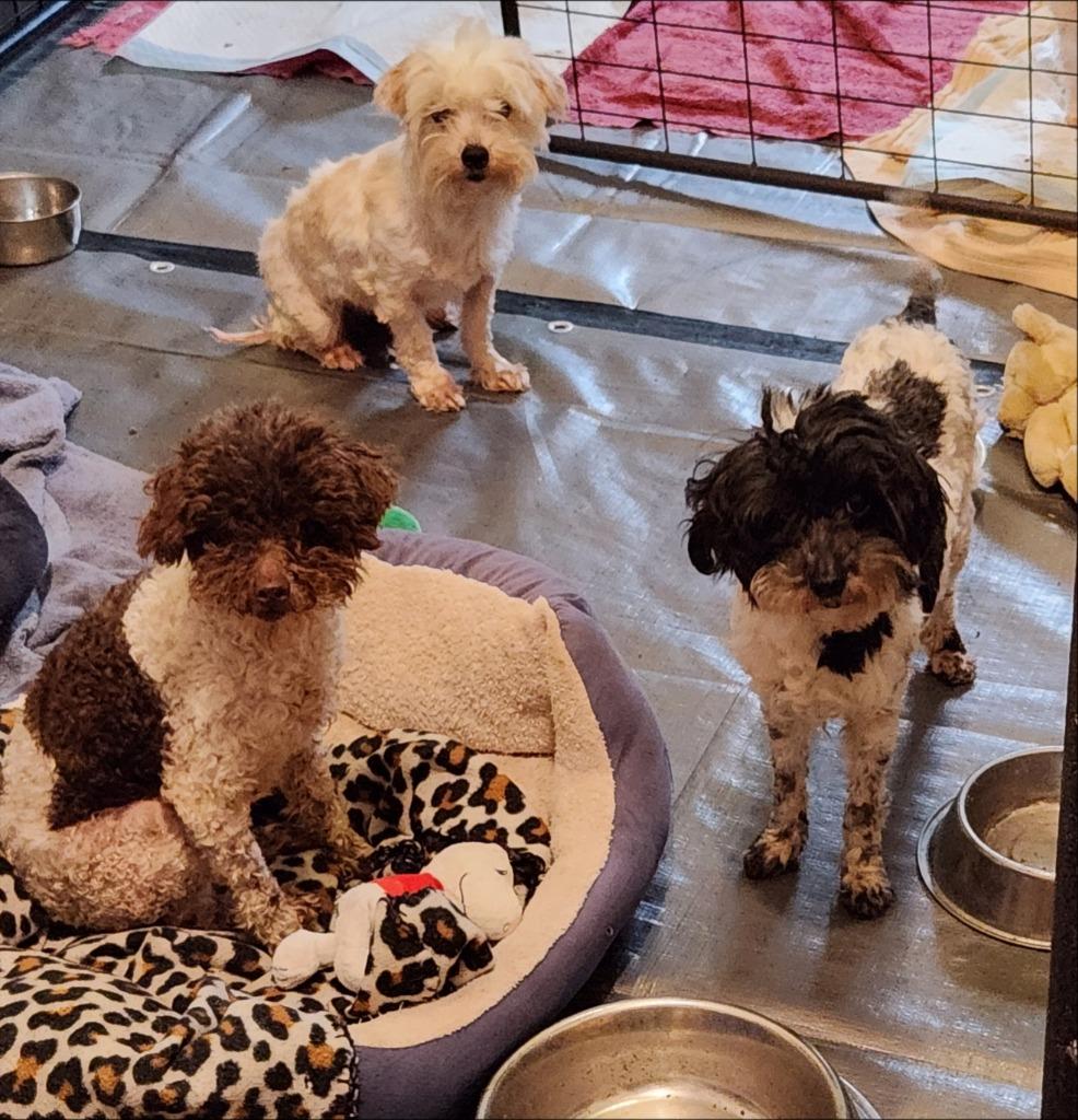 Ruby, Adoptable, Adult Female Poodle.