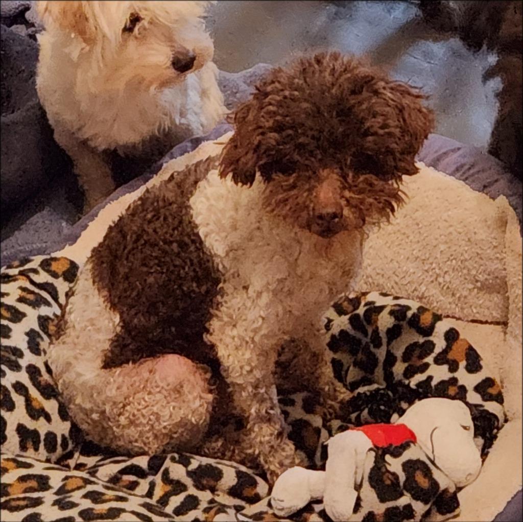 Ruby, a Adoptable Poodle in Thompson Falls, MT image 2/3