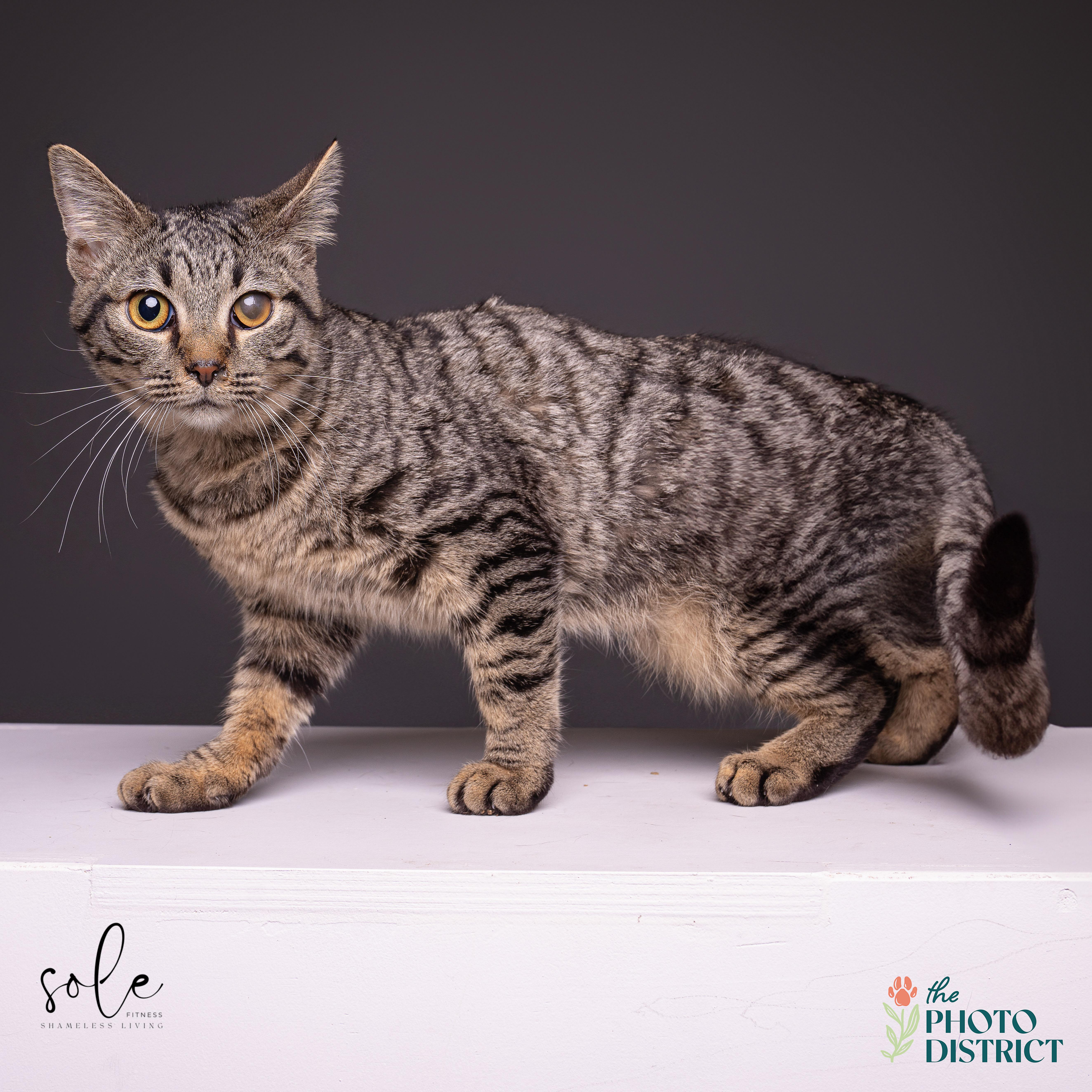 Enlarge Violet, a Adoptable Domestic Short Hair in Wilmington, NC image 3/6