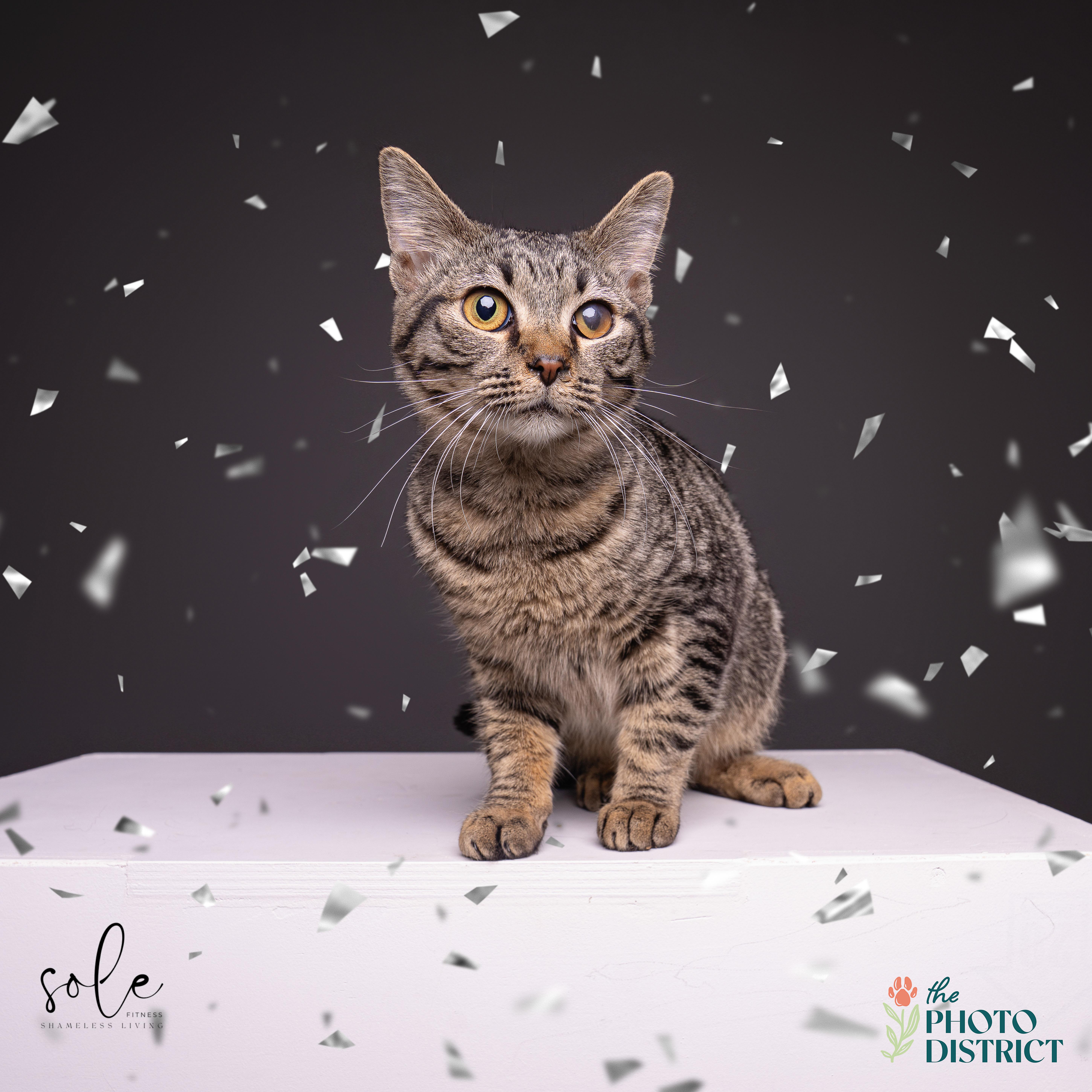 Enlarge Violet, a Adoptable Domestic Short Hair in Wilmington, NC image 4/6