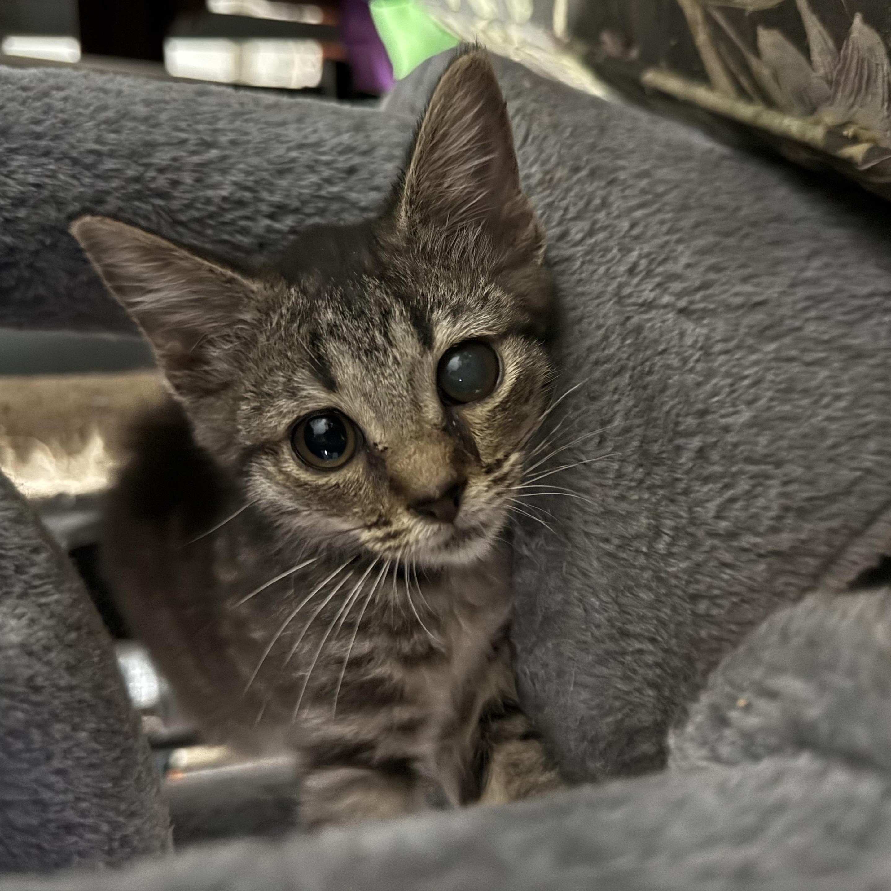 Enlarge Violet, a Adoptable Domestic Short Hair in Wilmington, NC image 6/6