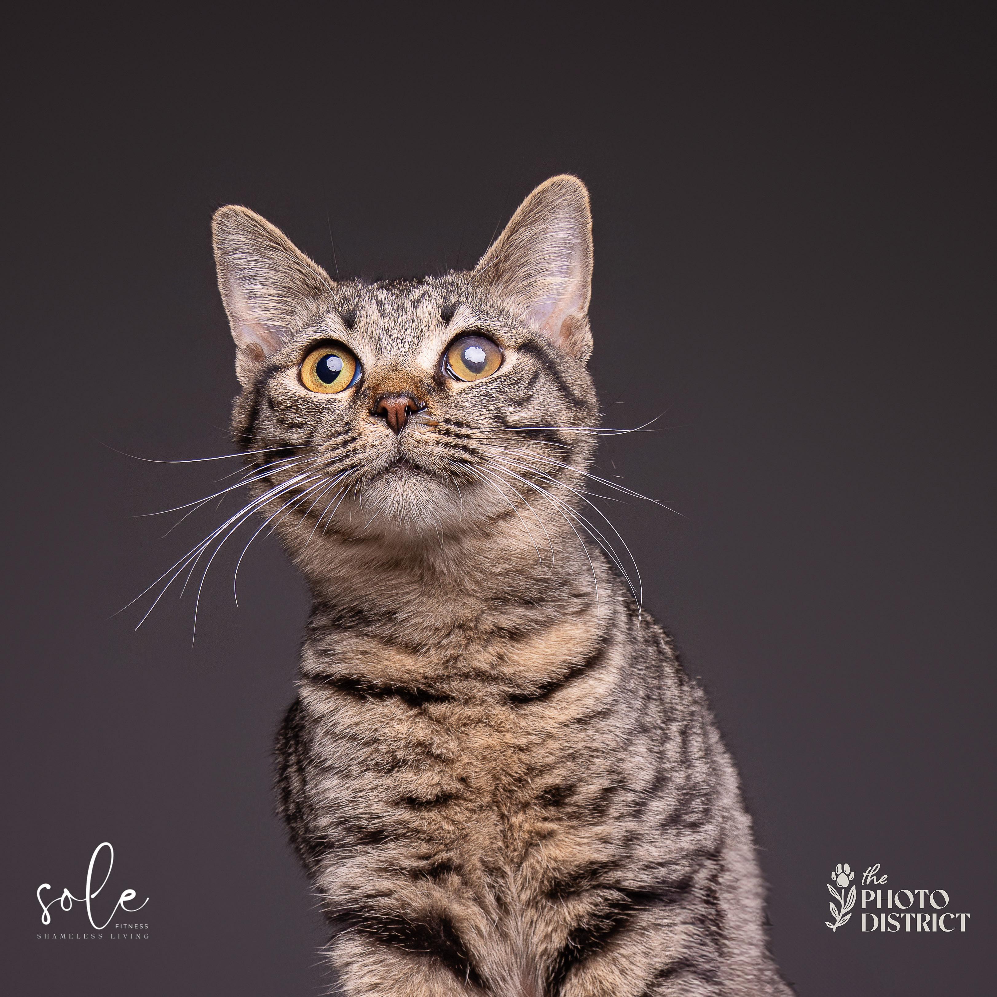 Enlarge Violet, a Adoptable Domestic Short Hair in Wilmington, NC image 1/6