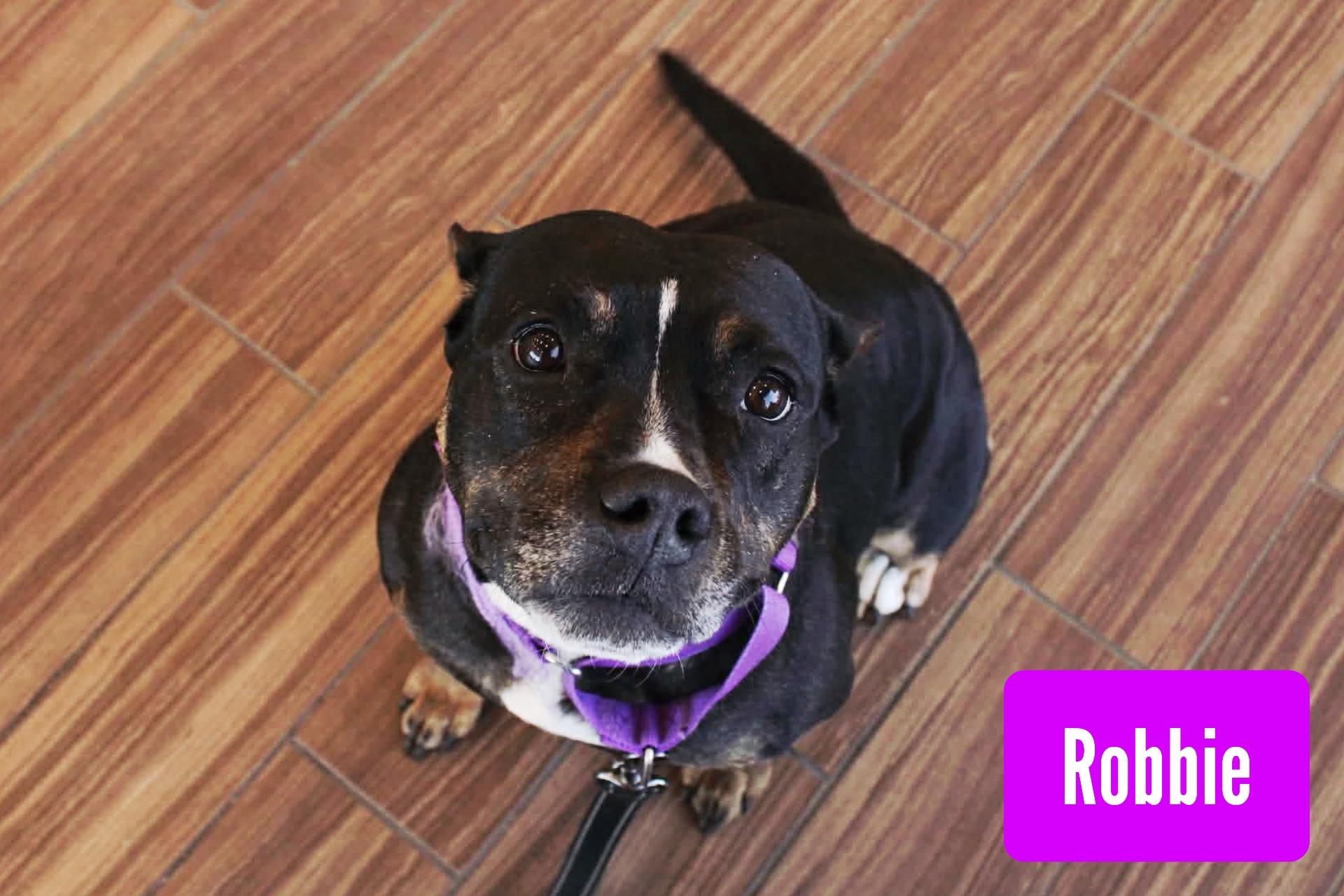 Enlarge Robbie, a Adoptable mixed breed in Stockbridge, GA image 1/4