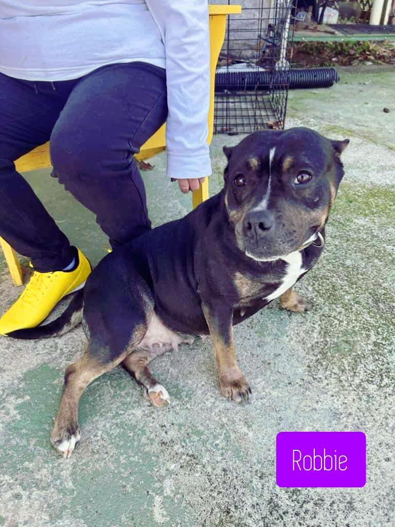 Robbie, a Adoptable mixed breed in Stockbridge, GA image 1/3