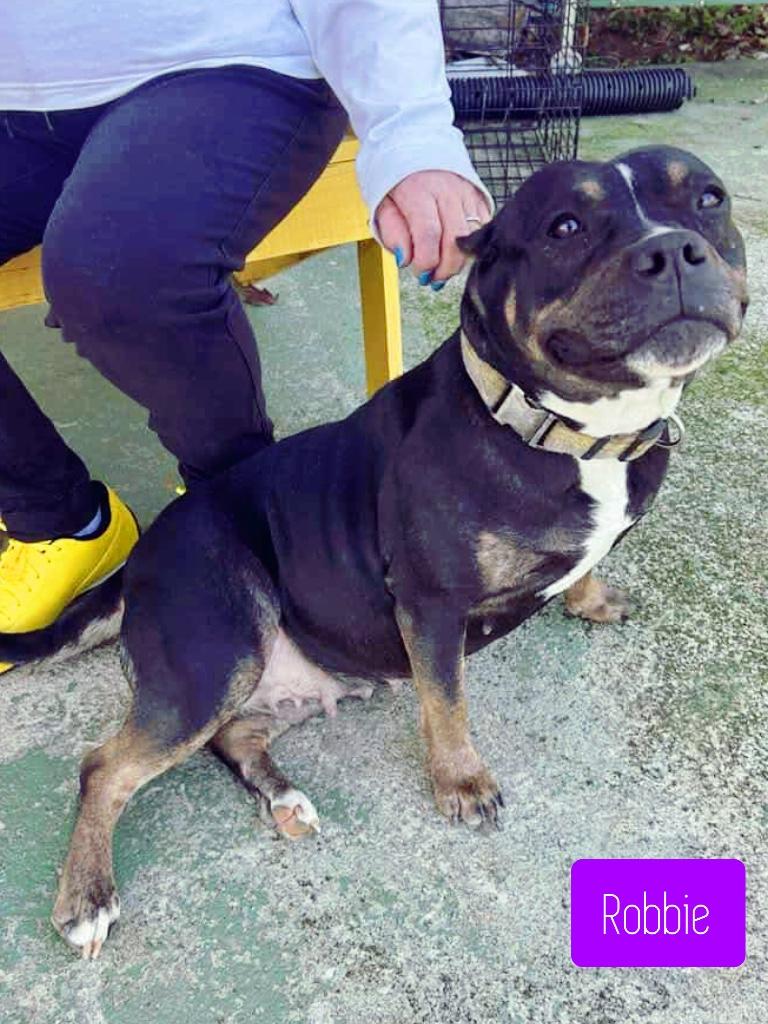 Robbie, a Adoptable mixed breed in Stockbridge, GA image 2/3