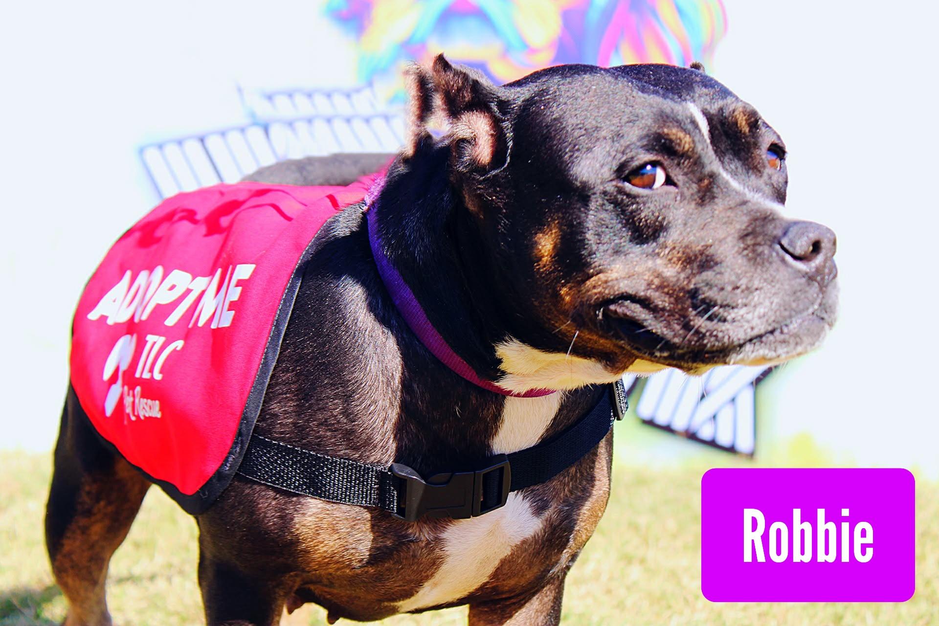 Enlarge Robbie, a Adoptable mixed breed in Stockbridge, GA image 3/4