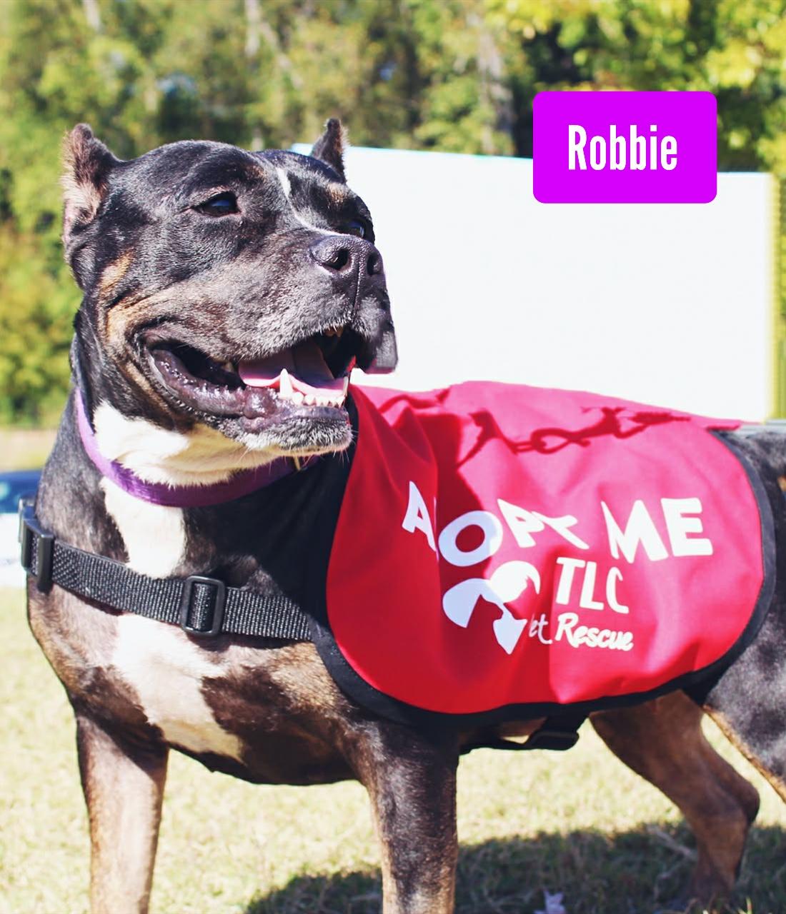 Enlarge Robbie, a Adoptable mixed breed in Stockbridge, GA image 4/4