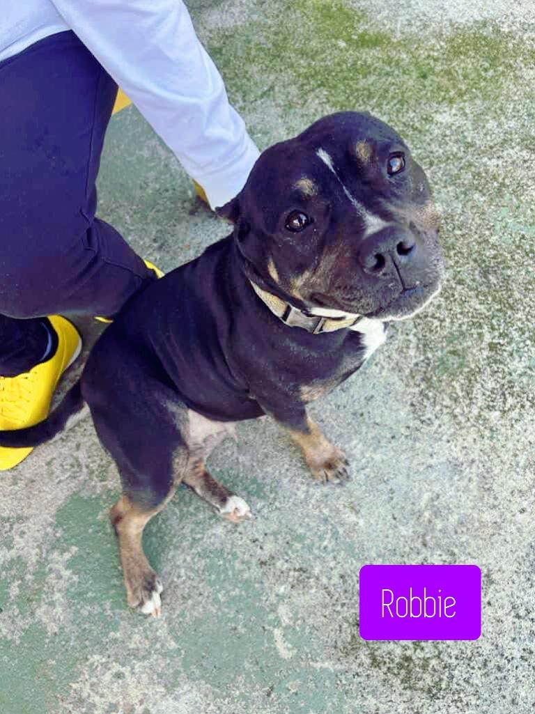 Robbie, a Adoptable mixed breed in Stockbridge, GA image 3/3