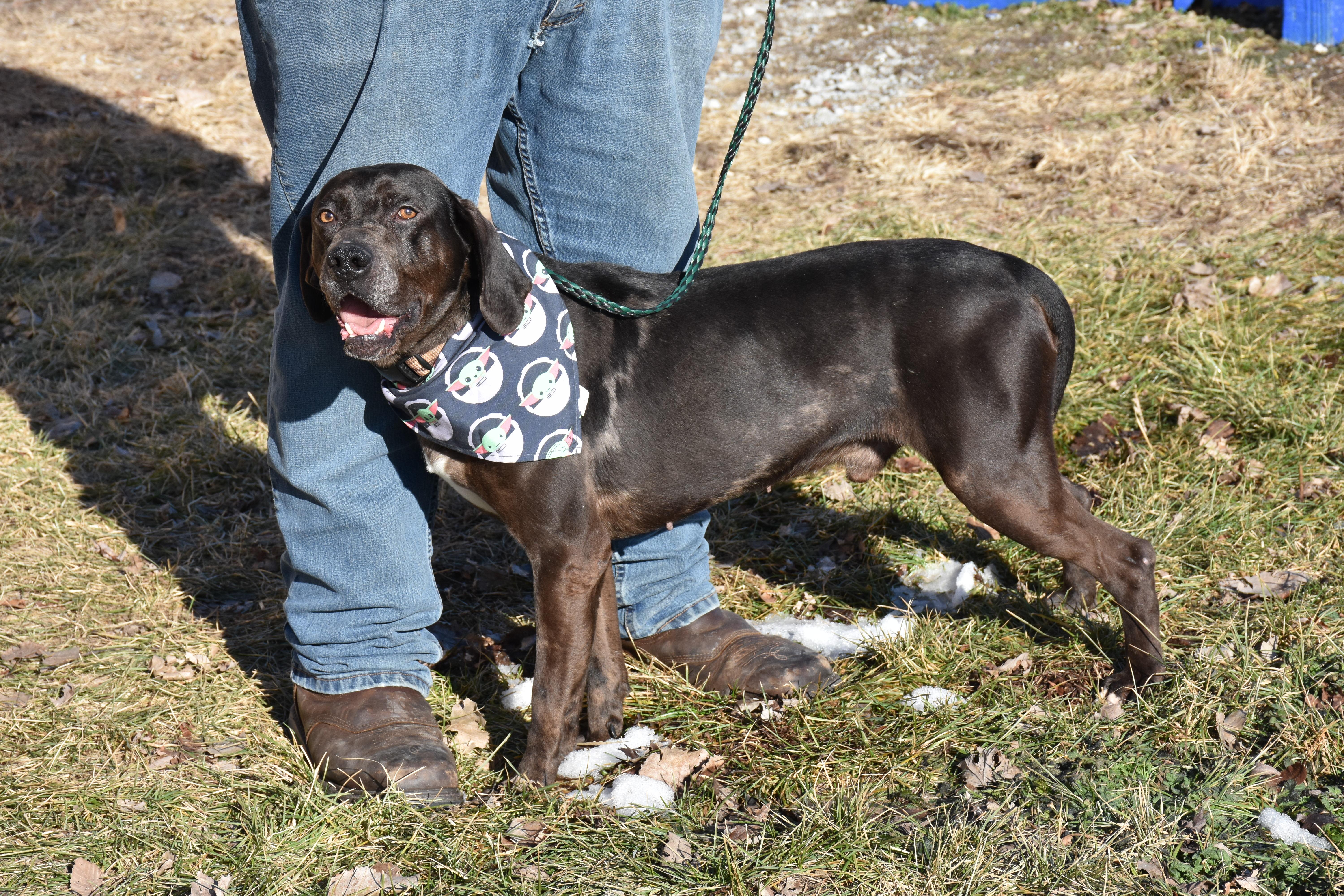 Dante, ADOPTABLE, Young Male Catahoula Leopard Dog.