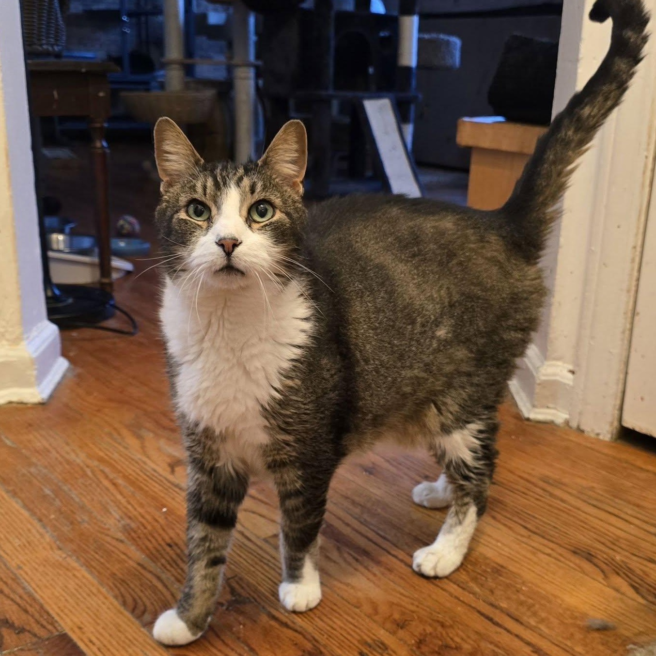 Enlarge Carl (extra large senior lap cat), a Adopted Domestic Short Hair in Huntington, NY image 2/3