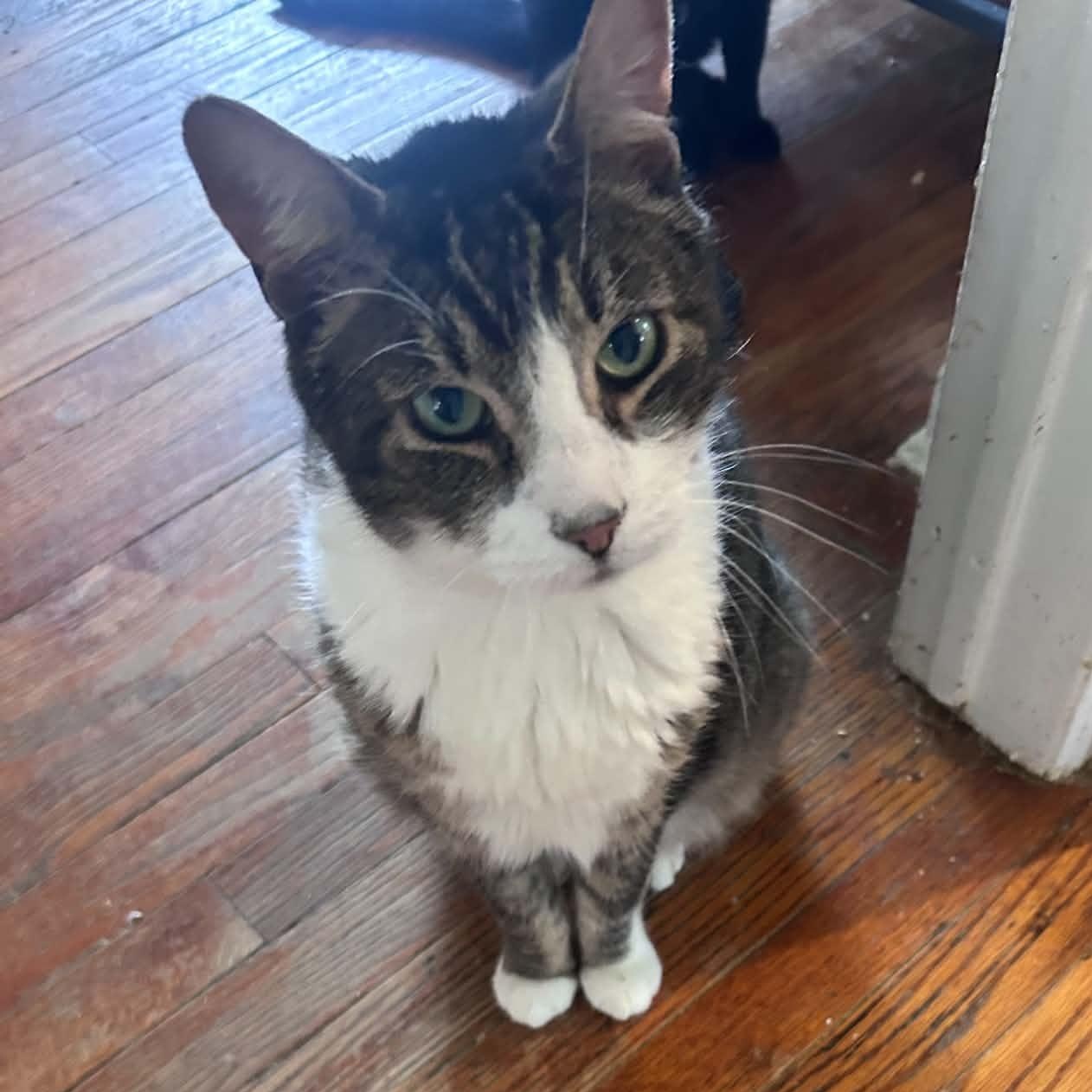 Enlarge Carl (extra large senior lap cat), a Adopted Domestic Short Hair in Huntington, NY image 3/3