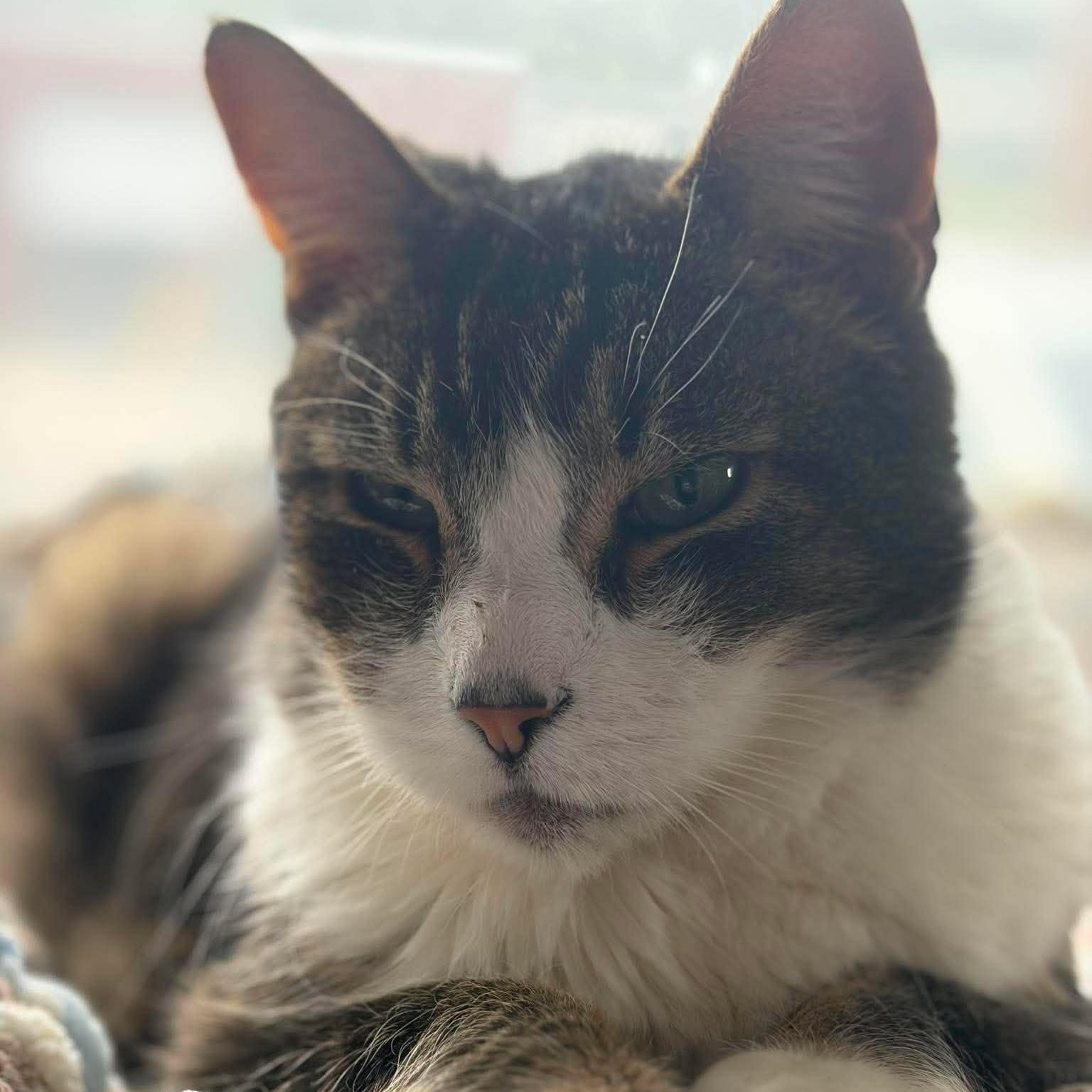 Carl (extra large senior lap cat), Adopted, Senior Male Domestic Short Hair.