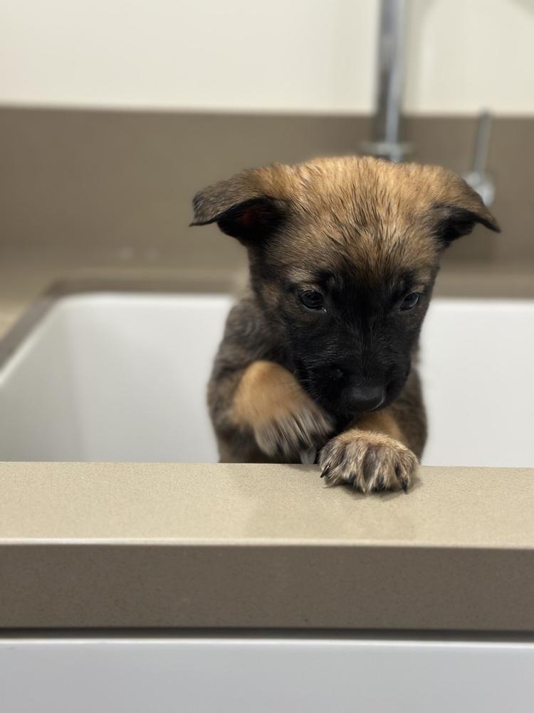 Enlarge Tarra aka Purple Collar, a Adoptable German Shepherd Dog in Palo Alto, CA image 1/6