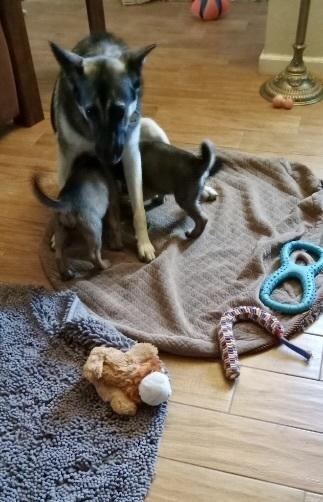 Enlarge Tarra aka Purple Collar, a Adoptable German Shepherd Dog in Palo Alto, CA image 2/6