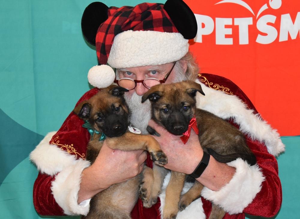 Tarra aka Purple Collar, Adoptable, Puppy Female German Shepherd Dog.