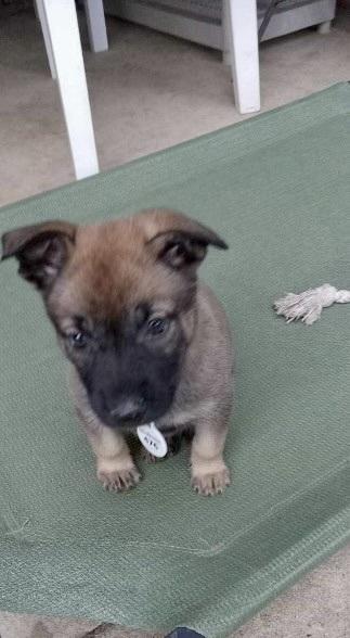Enlarge Tarra aka Purple Collar, a Adoptable German Shepherd Dog in Palo Alto, CA image 4/6