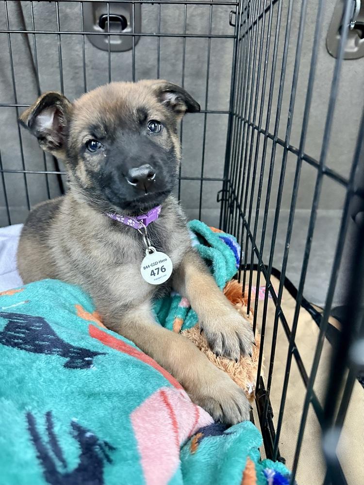 Enlarge Tarra aka Purple Collar, a Adoptable German Shepherd Dog in Palo Alto, CA image 5/6