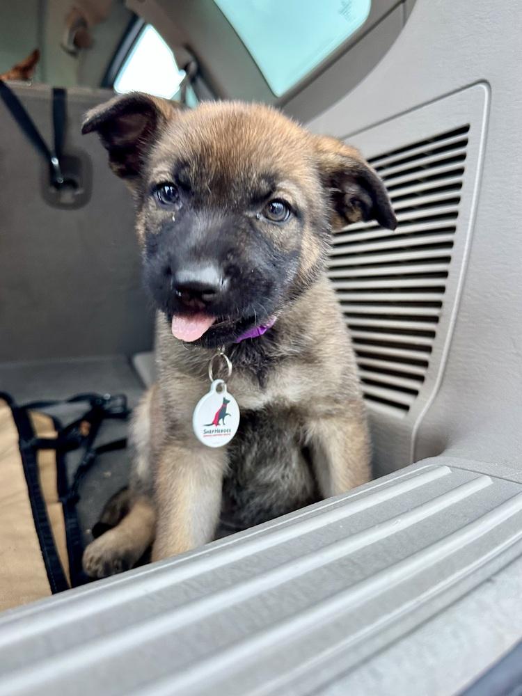 Enlarge Tarra aka Purple Collar, a Adoptable German Shepherd Dog in Palo Alto, CA image 6/6