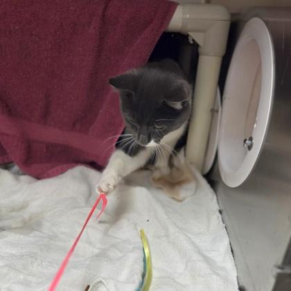 Tommy Pastrami, Adoptable, Young Male Domestic Short Hair & Domestic Short Hair.