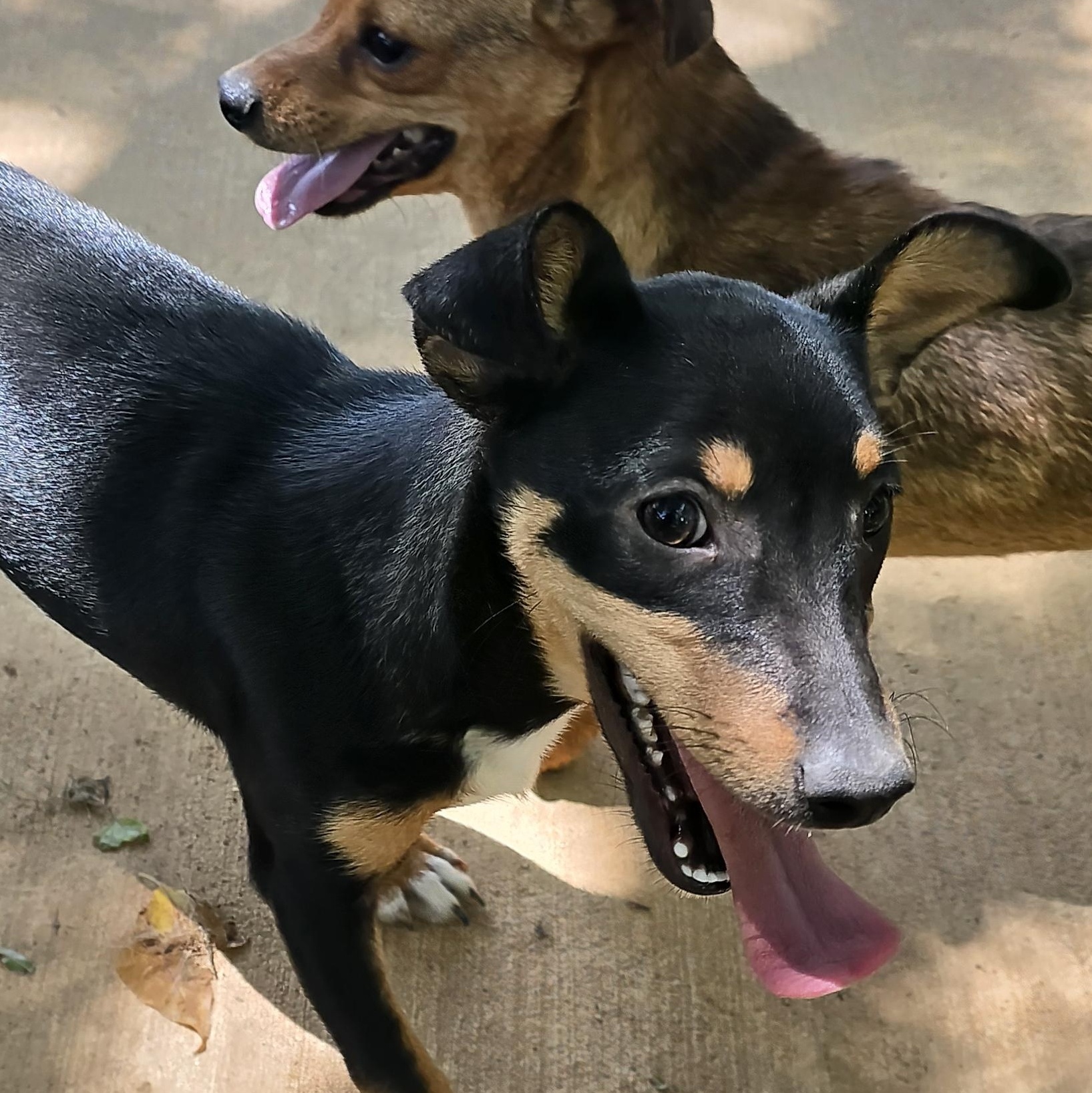 HERBIE, a Adoptable Chihuahua in Athens, AL image 5/5