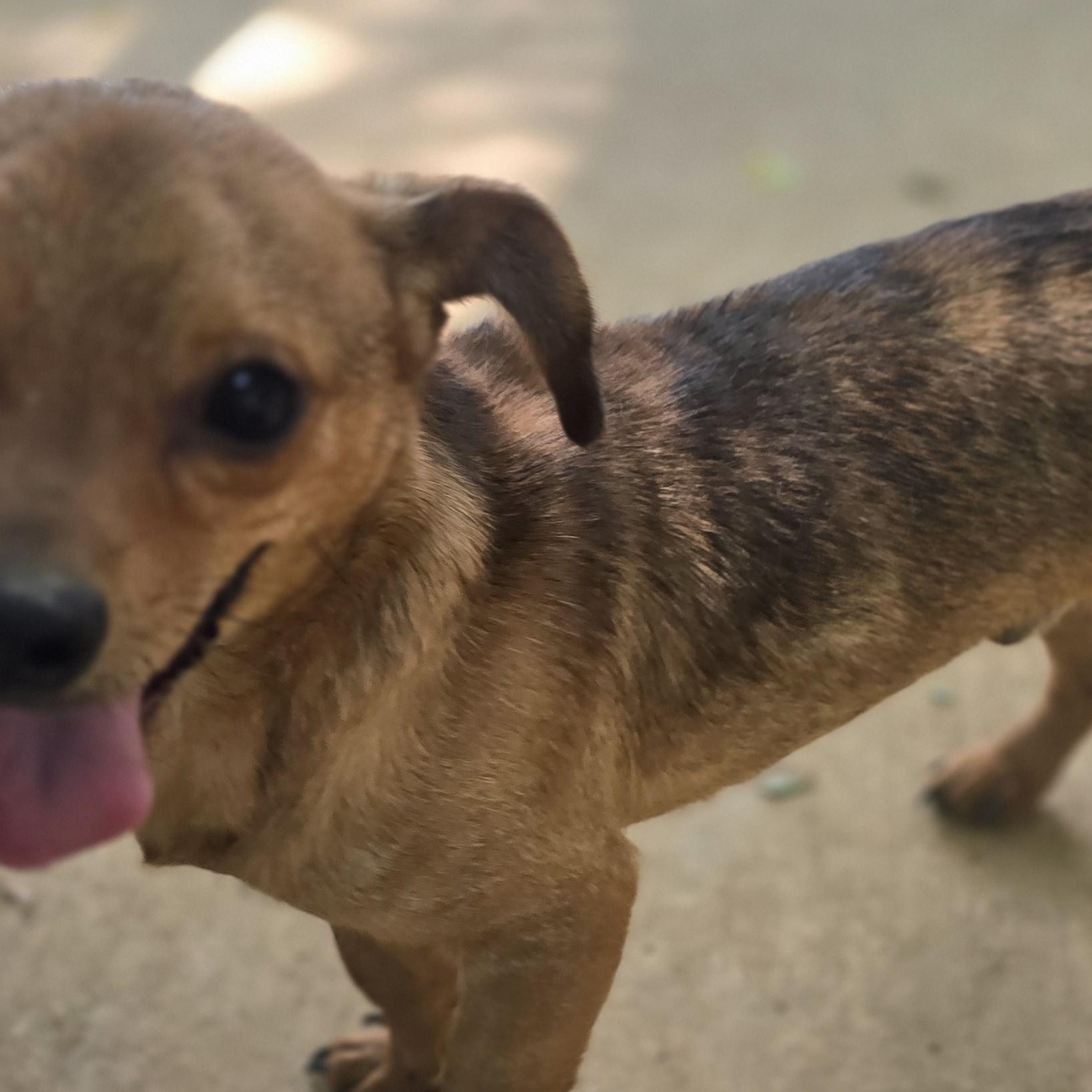HERBIE, a Adoptable Chihuahua in Athens, AL image 4/5