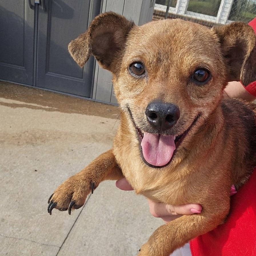 HERBIE, Adoptable, Young Male Chihuahua.