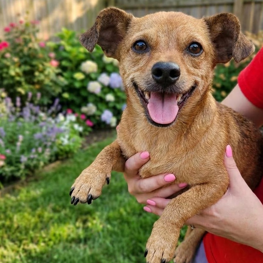 HERBIE, a Adoptable Chihuahua in Athens, AL image 2/5