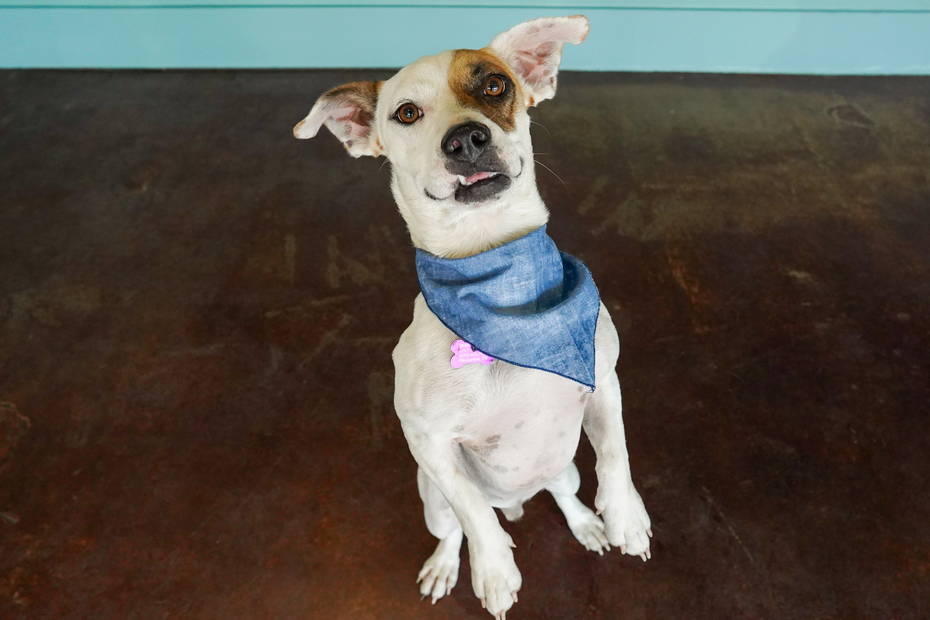 Dog for adoption Gus, a Jack Russell Terrier & Basset Hound Mix in San Antonio, TX Petfinder