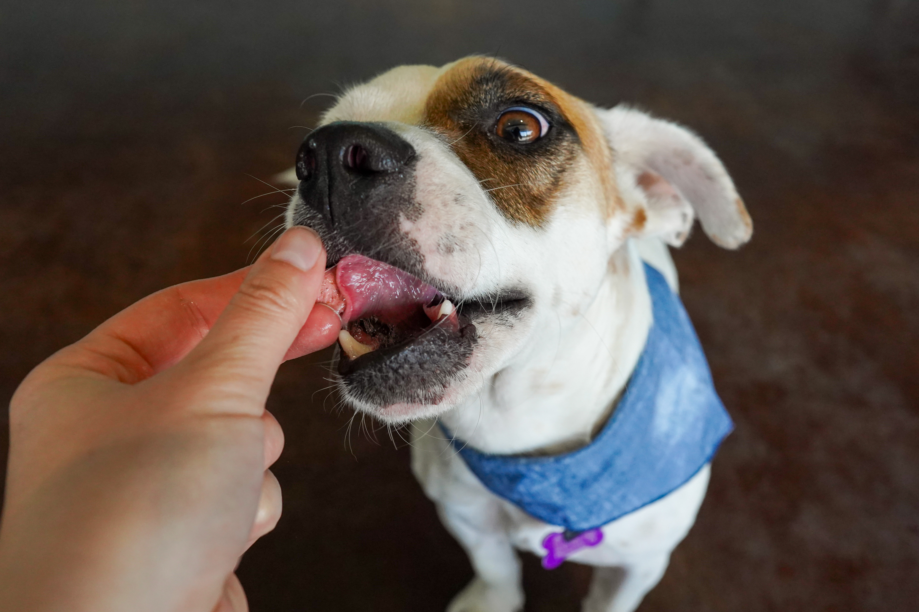 Dog for adoption Gus, a Jack Russell Terrier & Basset Hound Mix in San Antonio, TX Petfinder