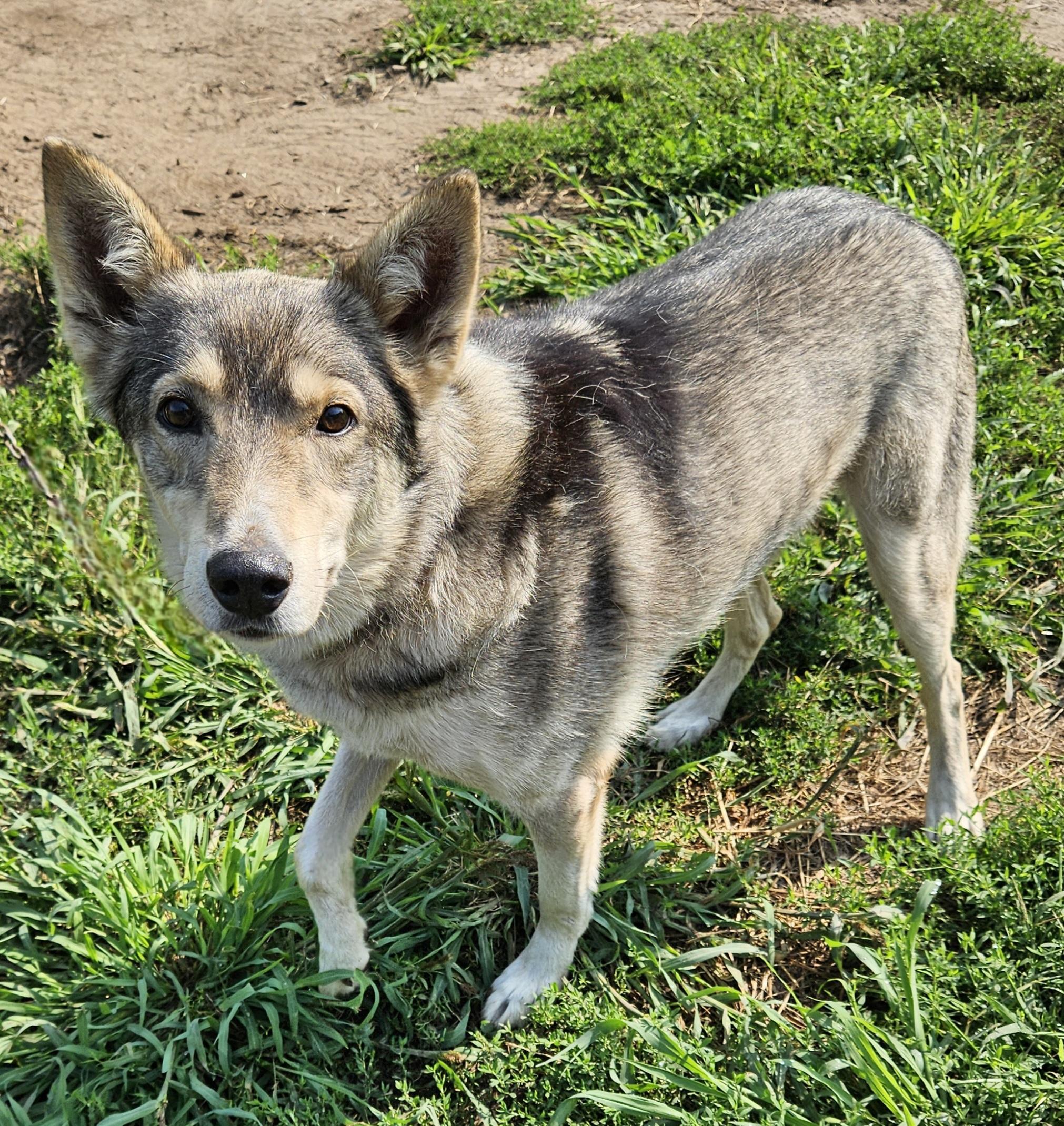 Nikolai (nicky), Senior Male Husky