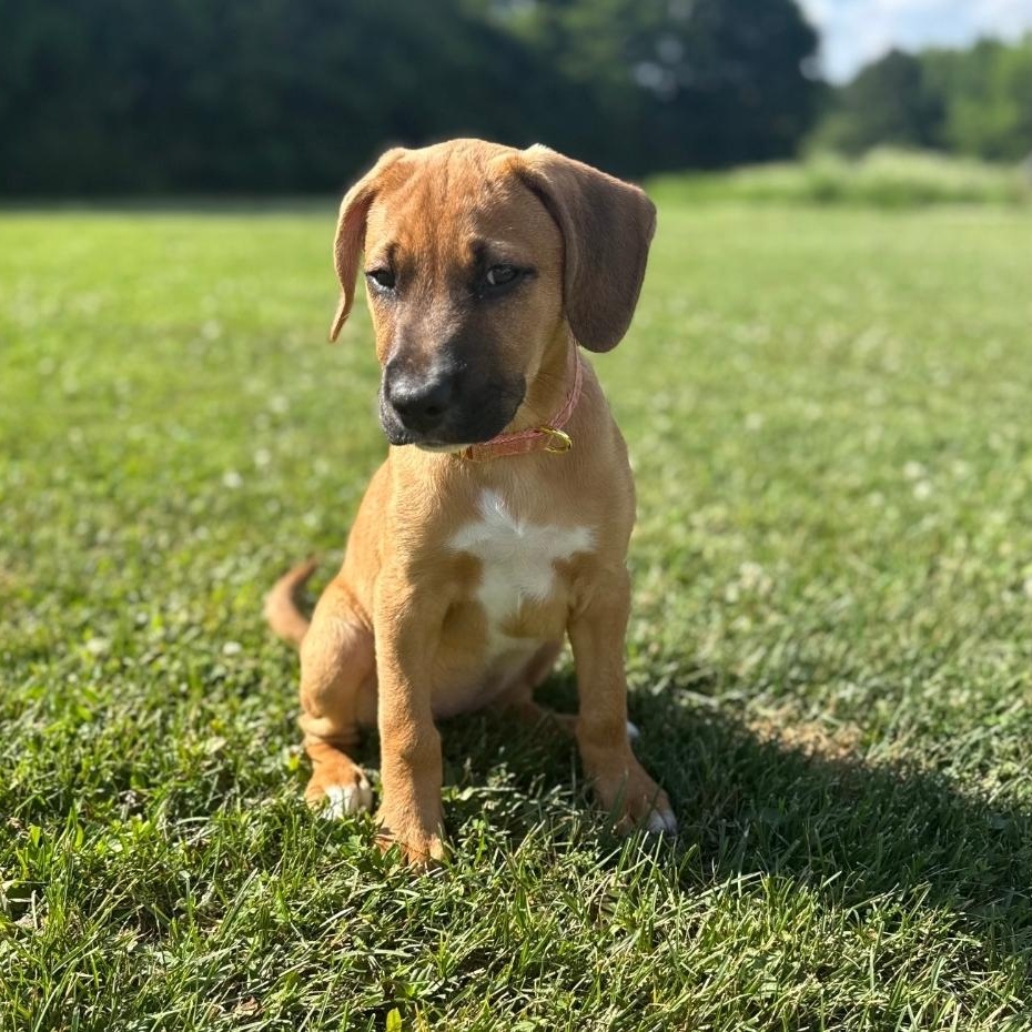 Luna, a ADOPTABLE mixed breed in Colonial Heights, VA image 2/4