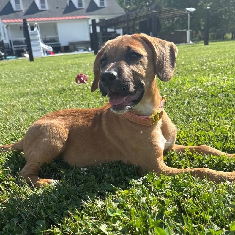 Luna, a ADOPTABLE mixed breed in Colonial Heights, VA image 3/4