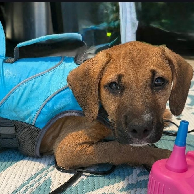 Luna, ADOPTABLE, Puppy Female Hound & Boxer.