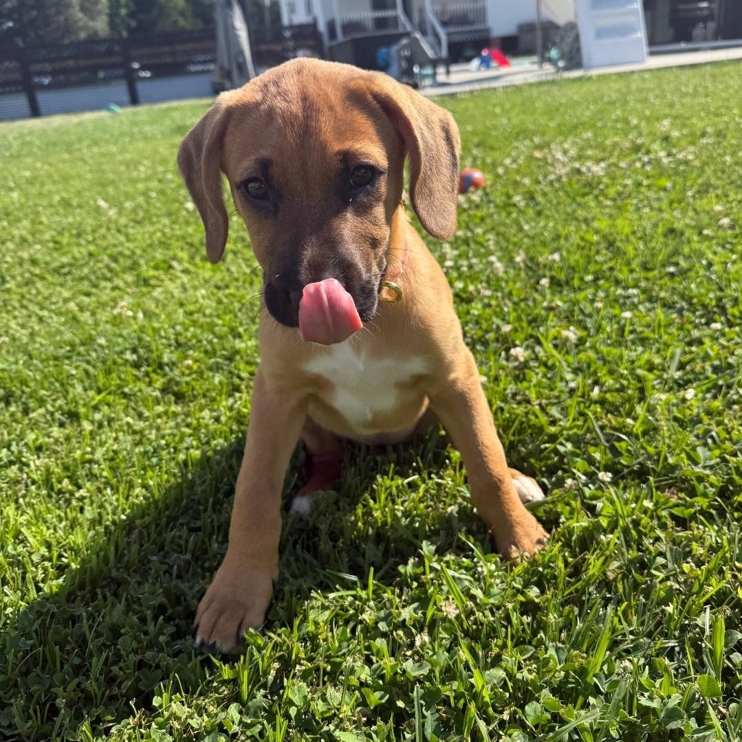Luna, a ADOPTABLE mixed breed in Colonial Heights, VA image 4/4