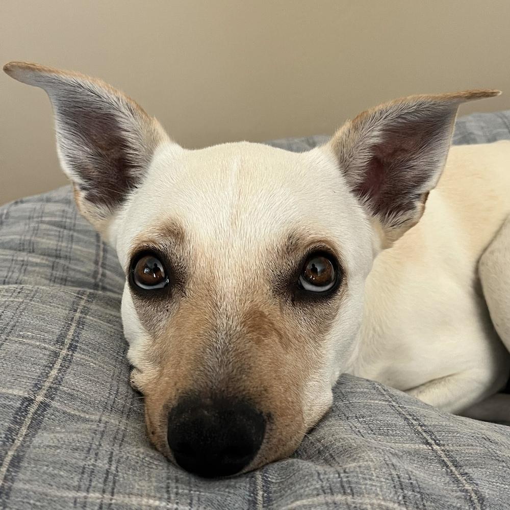 Enlarge Dusty, a Adoptable mixed breed in Hurricane, UT image 3/6