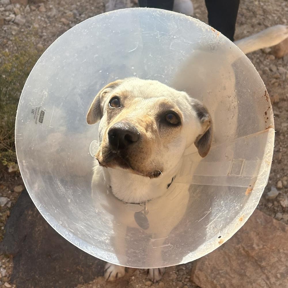 Enlarge Dusty, a Adoptable mixed breed in Hurricane, UT image 4/6