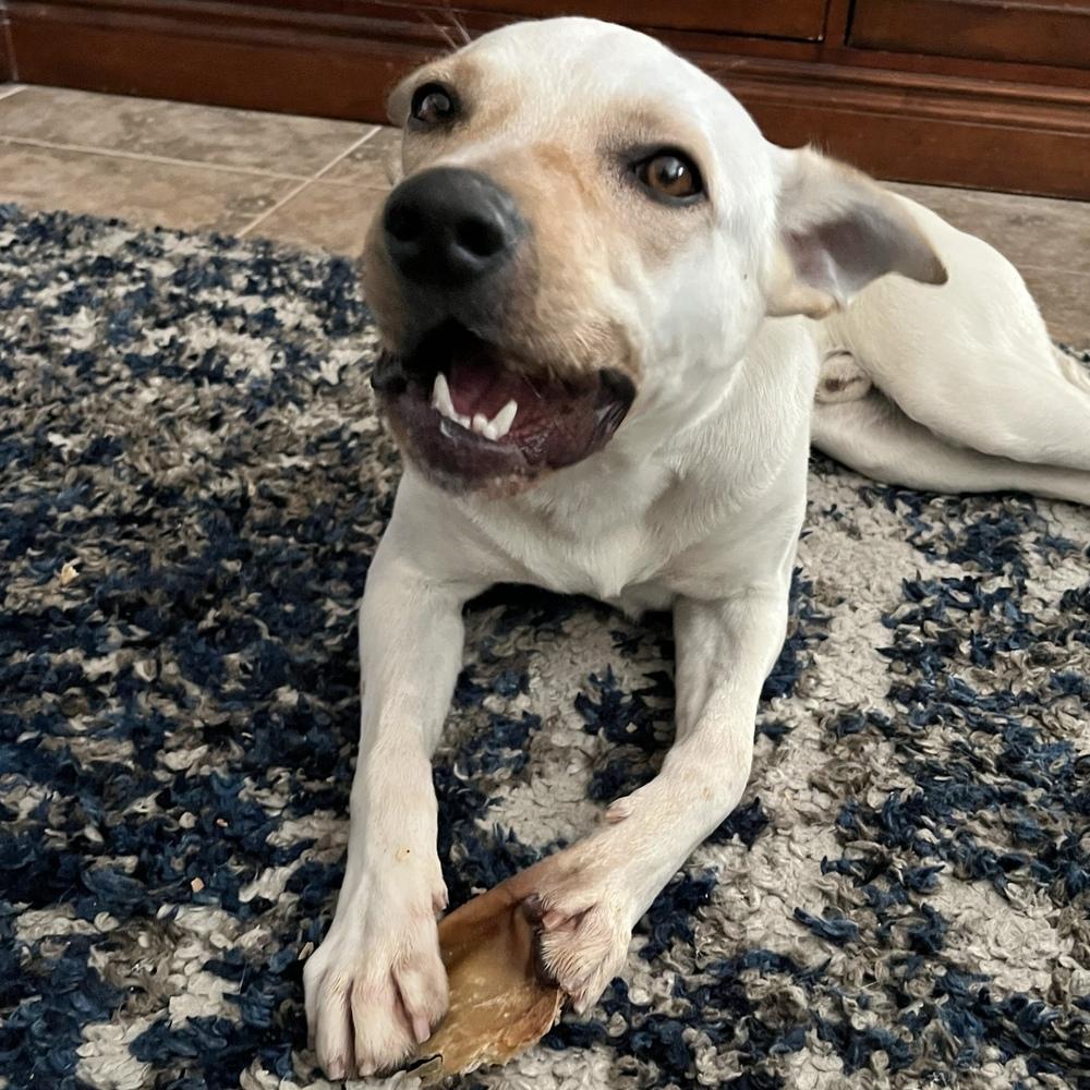 Enlarge Dusty, a Adoptable mixed breed in Hurricane, UT image 5/6