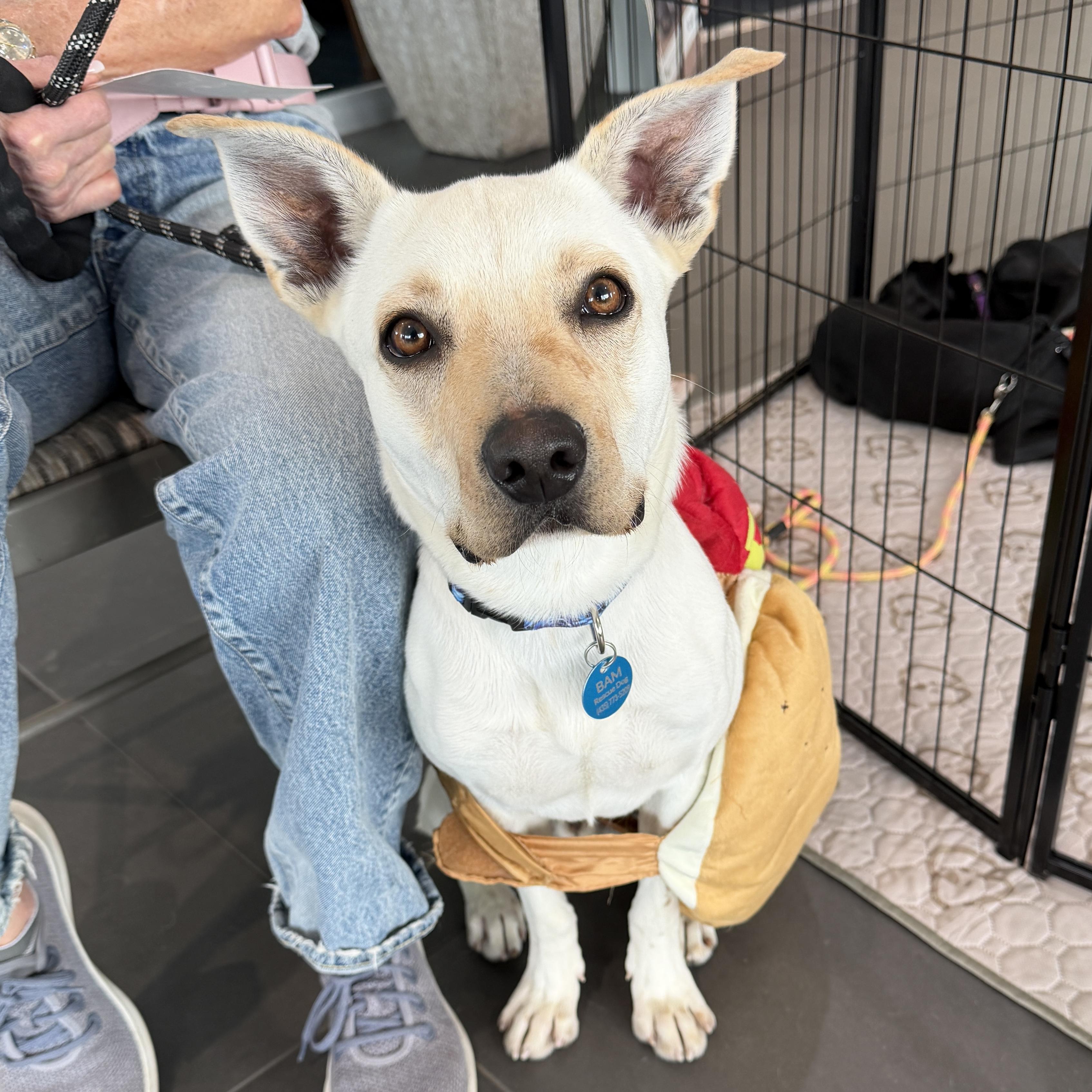 Dusty, a Adoptable mixed breed in Hurricane, UT image 3/6