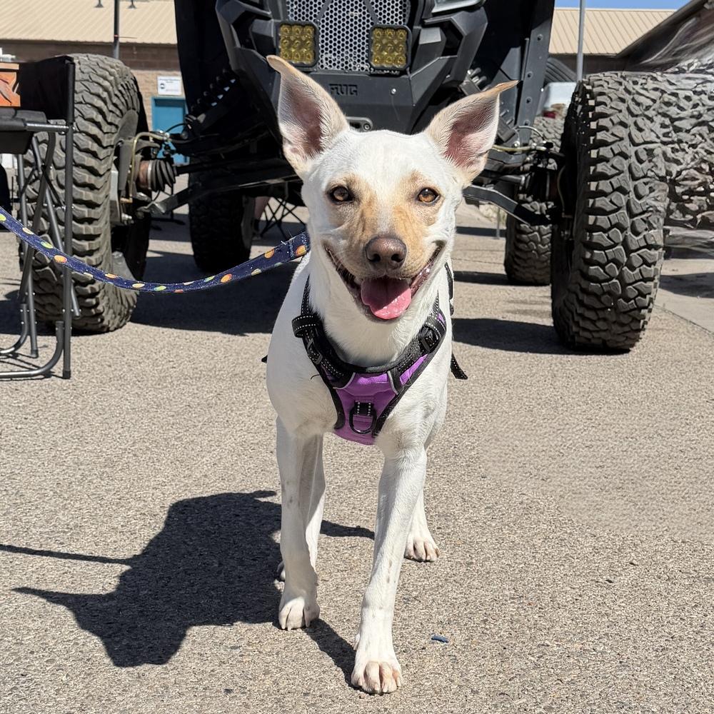 Enlarge Dusty, a Adoptable mixed breed in Hurricane, UT image 1/6