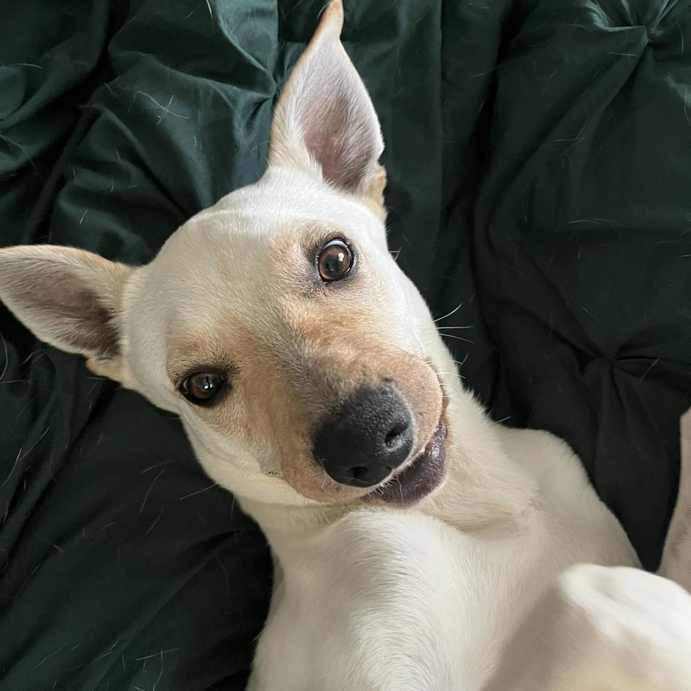 Dusty, Adoptable, Young Male Mixed Breed.