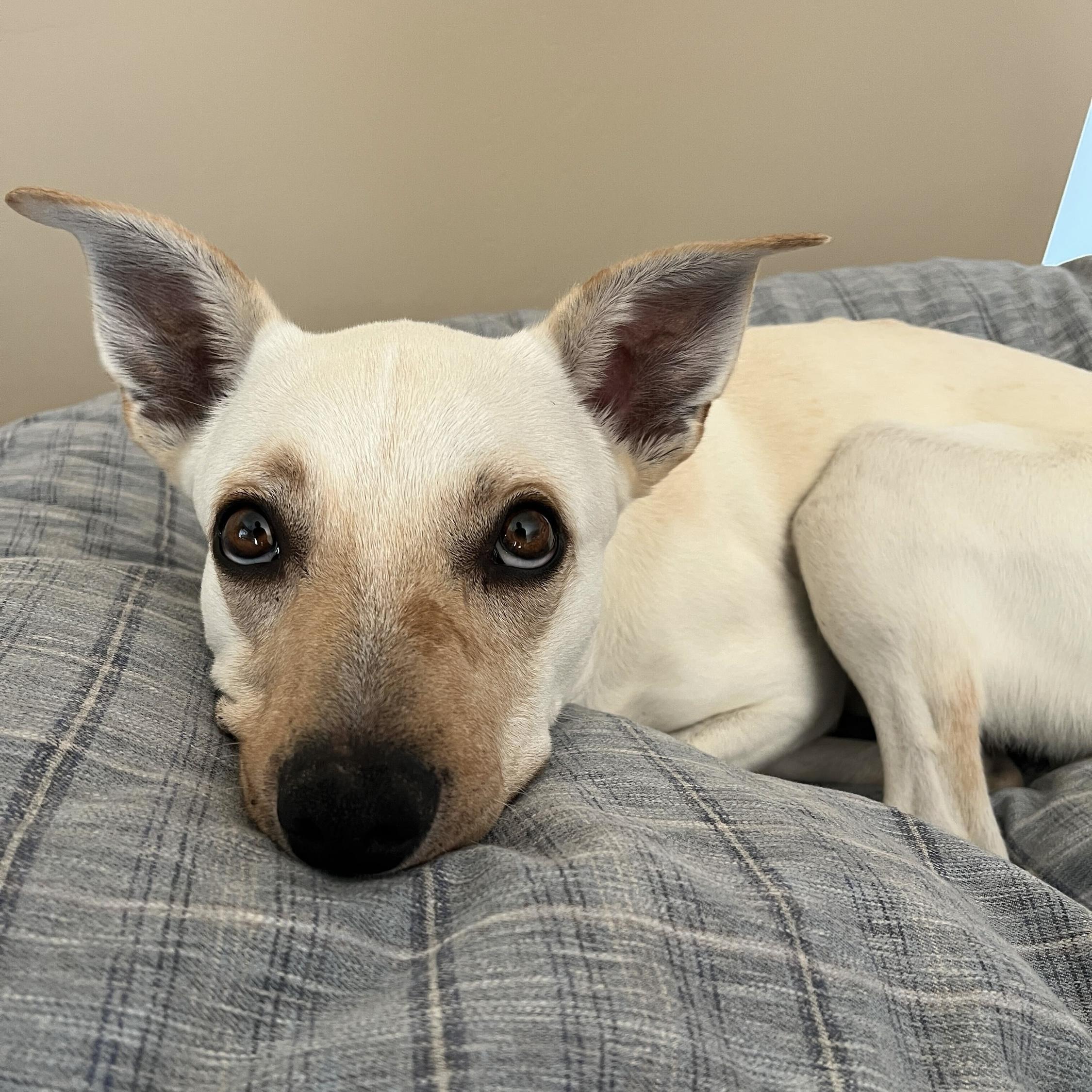 Dusty, a Adoptable mixed breed in Hurricane, UT image 6/6