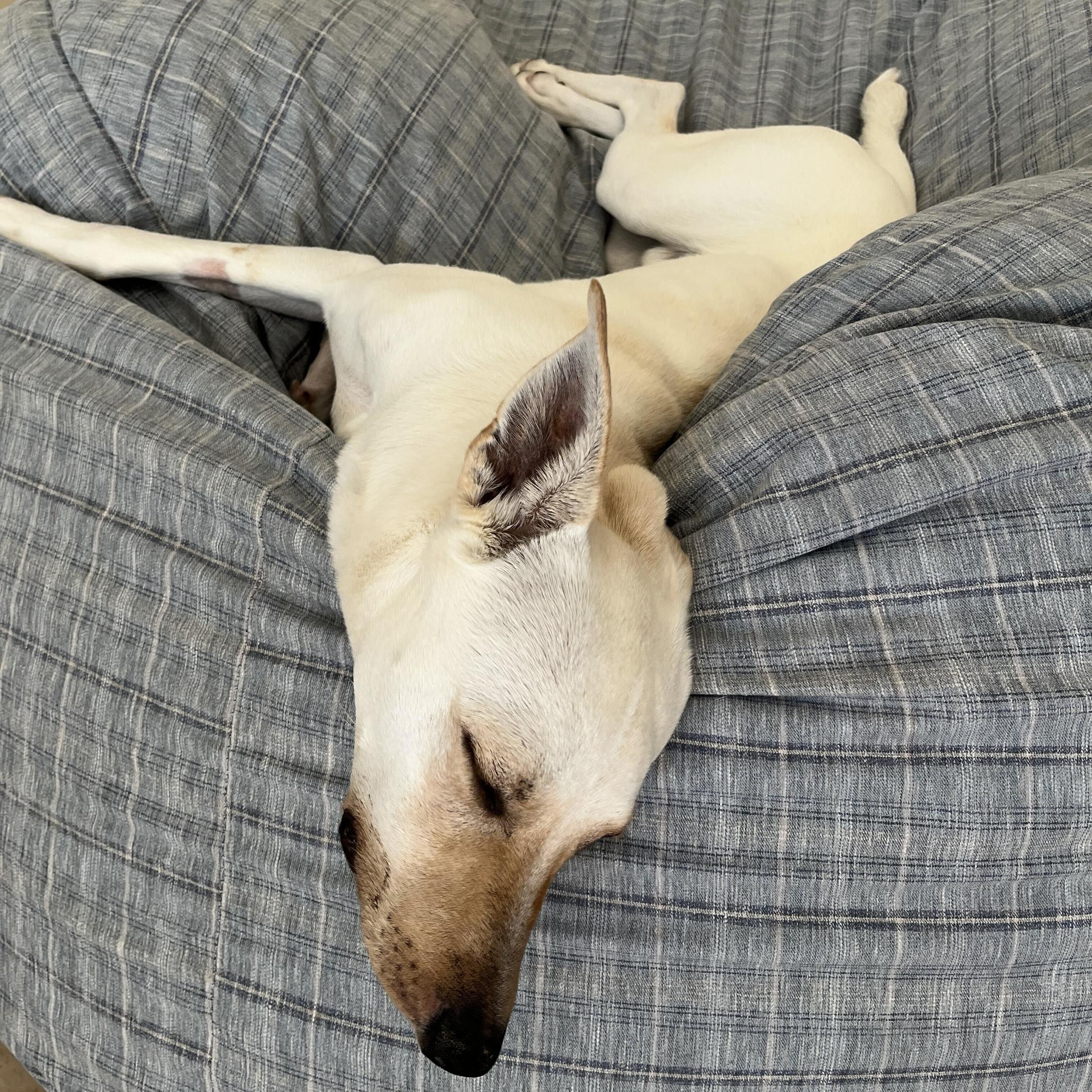 Dusty, a Adoptable mixed breed in Hurricane, UT image 2/6